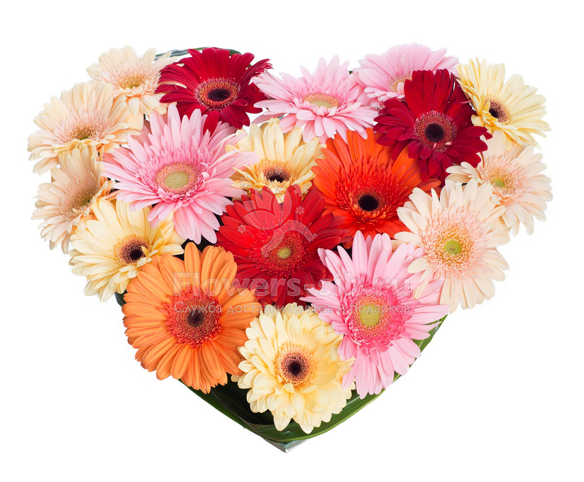 Heart of gerberas 